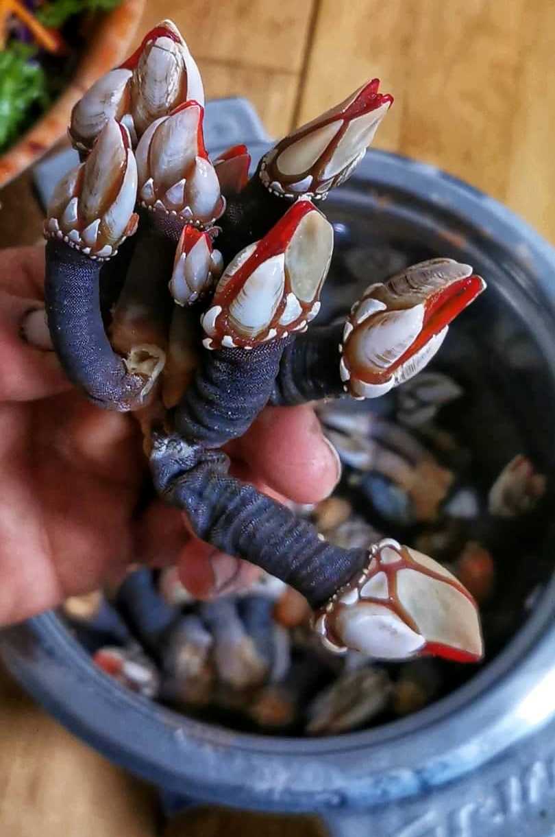 Ugotowane portugalskie percebes.