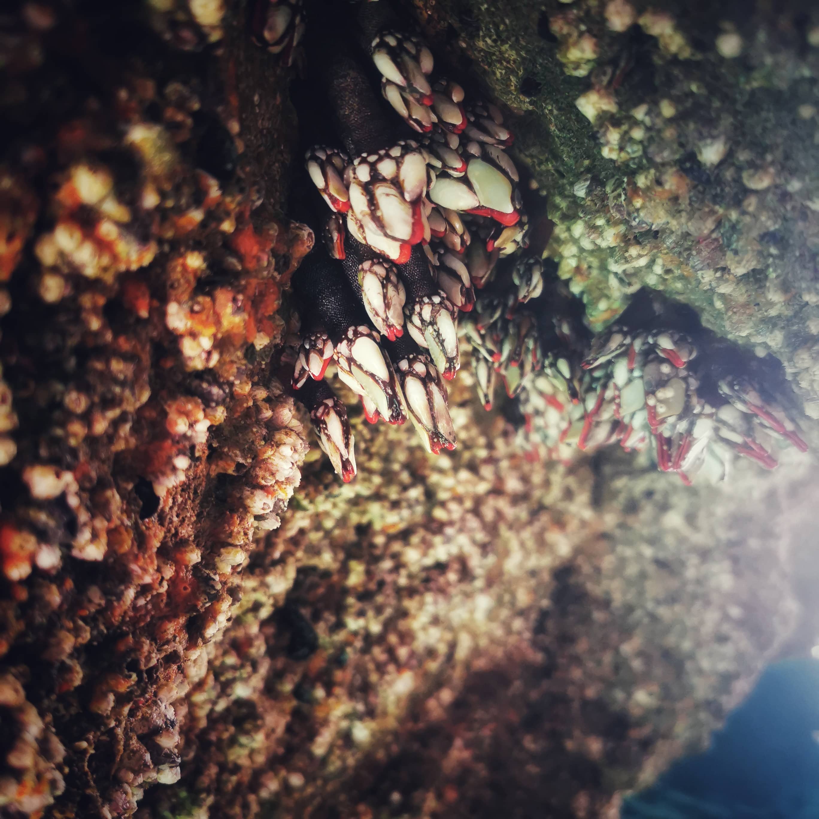 Portugalskie percebes rosnące na ścianie jaskini w okolicy Sagres, Algarve.