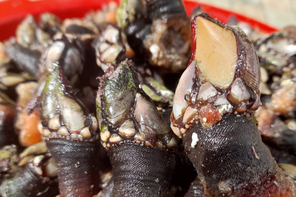 Percebes, dziwne owoce morza z Portugalii